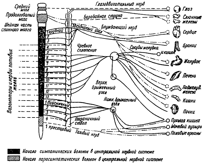 Периферическая нервная система