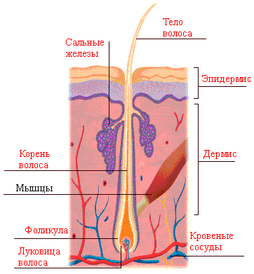 Волос