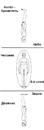 Тела человека